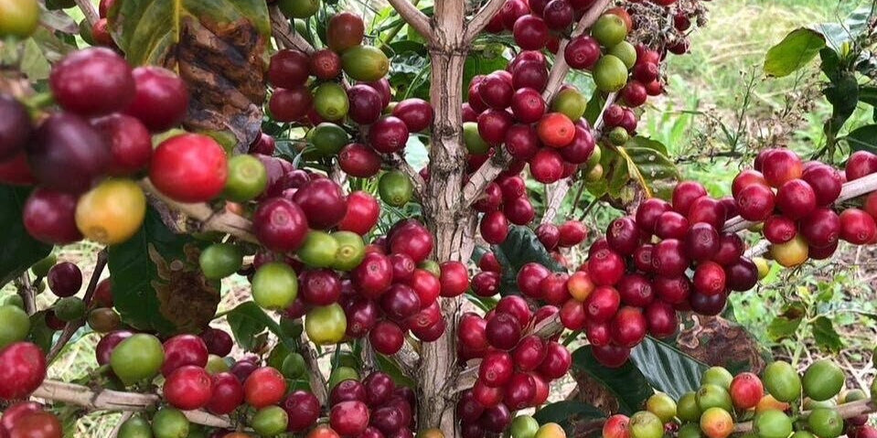 Kahwa's Newest Cold Brew: Tanzania Peaberry