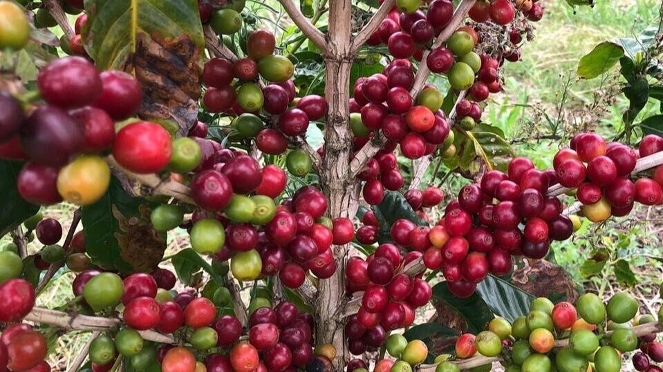 Kahwa's Newest Cold Brew: Tanzania Peaberry