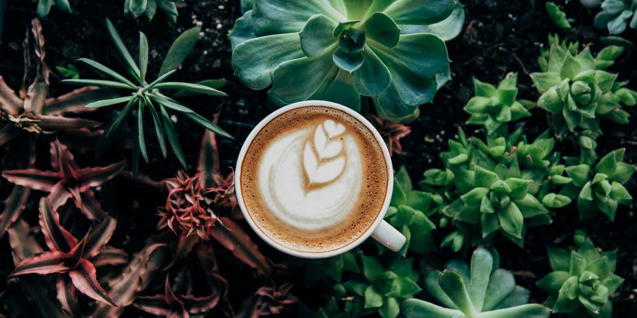 Getting Grounded: How to (properly) use coffee in the garden