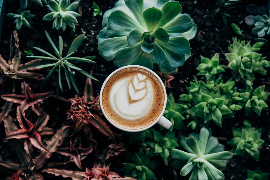 Getting Grounded: How to (properly) use coffee in the garden