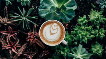 Getting Grounded: How to (properly) use coffee in the garden
