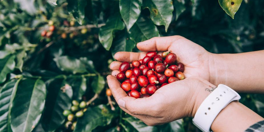 Coffee’s Global Market