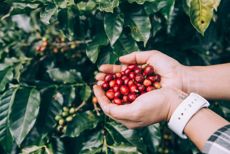 Coffee’s Global Market