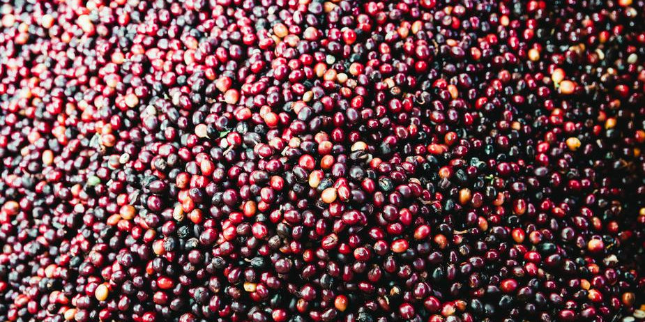 Coffee Clarified: A Study of the Bean