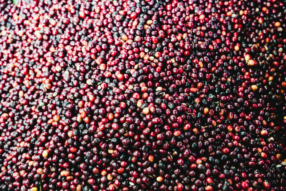 Coffee Clarified: A Study of the Bean