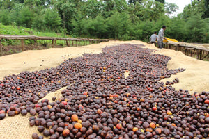 Ethiopian Roast Single Origin