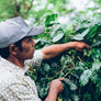 Bali Blue Moon Coffee Single Origin