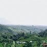 Bali Blue Moon Coffee Single Origin