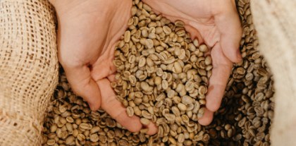 Hands holding unroasted green coffee beans over a burlap sack