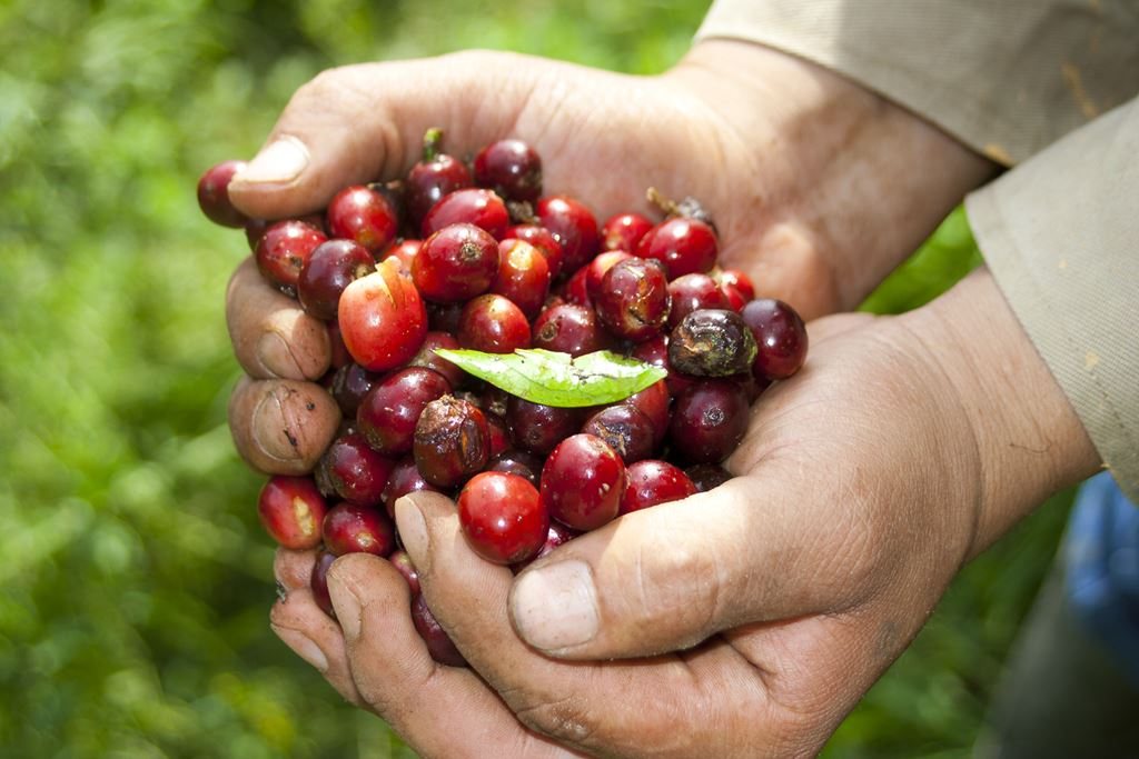 Freshly picked coffee cherries held in a farmer's hands