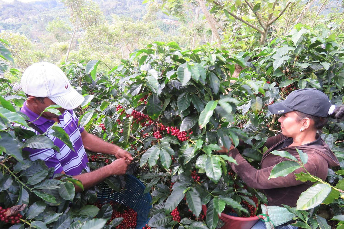 Hillside coffee farm at origin