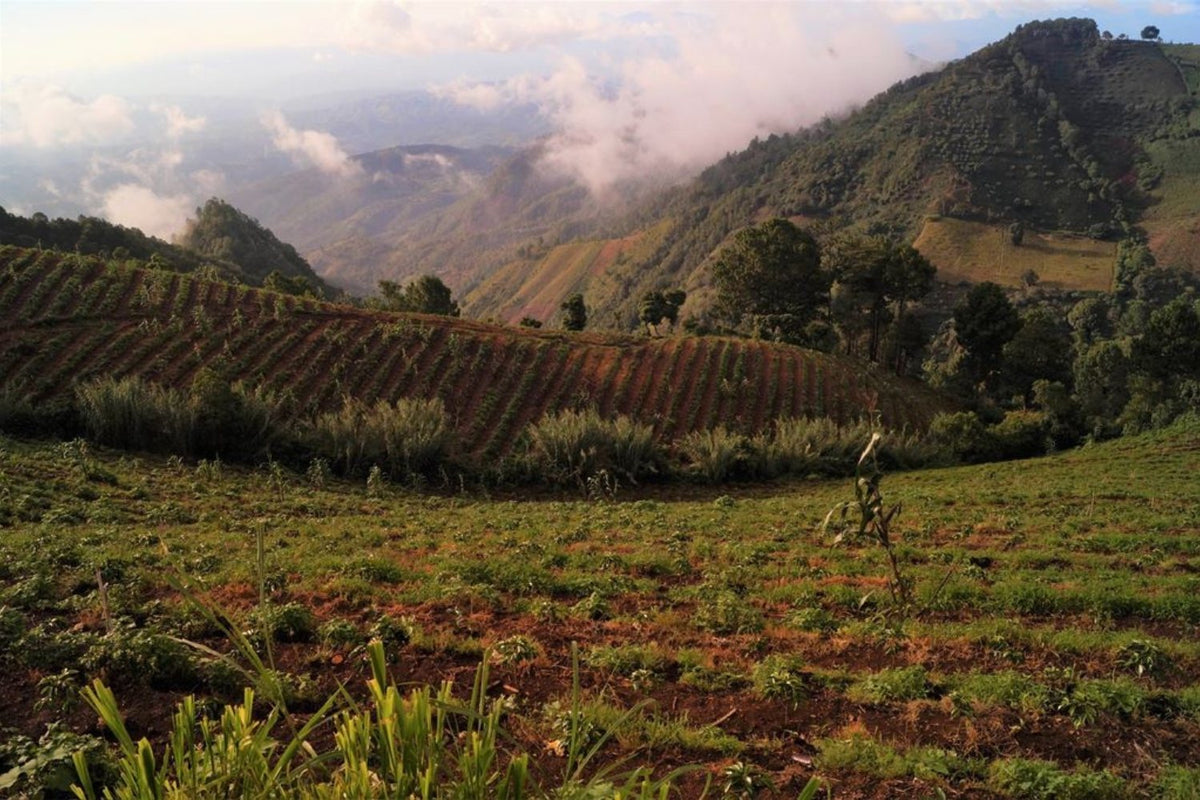 Terraced coffee farm on a mountainside at origin