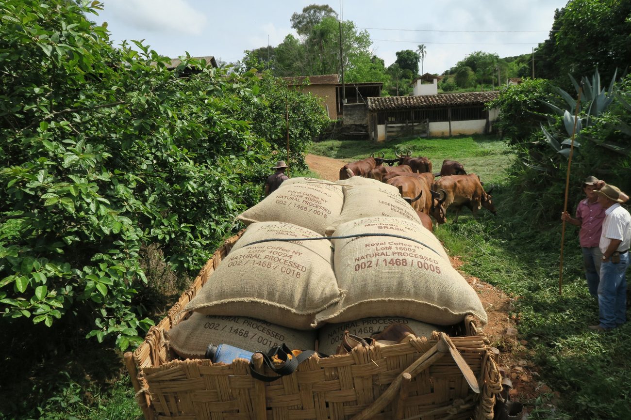 Coffee harvest transported at a Cerrado farm, Minas Gerais, Brazil